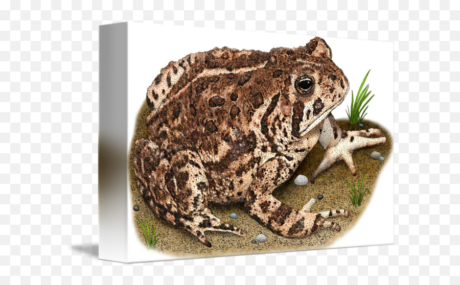 Woodhouseu0027s Toad By Roger Hall Emoji,Spadefoot Toad Emotion
