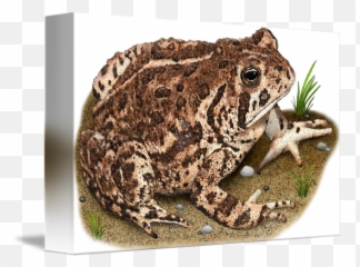 Woodhouseu0027s Toad By Roger Hall Emoji,Spadefoot Toad Emotion