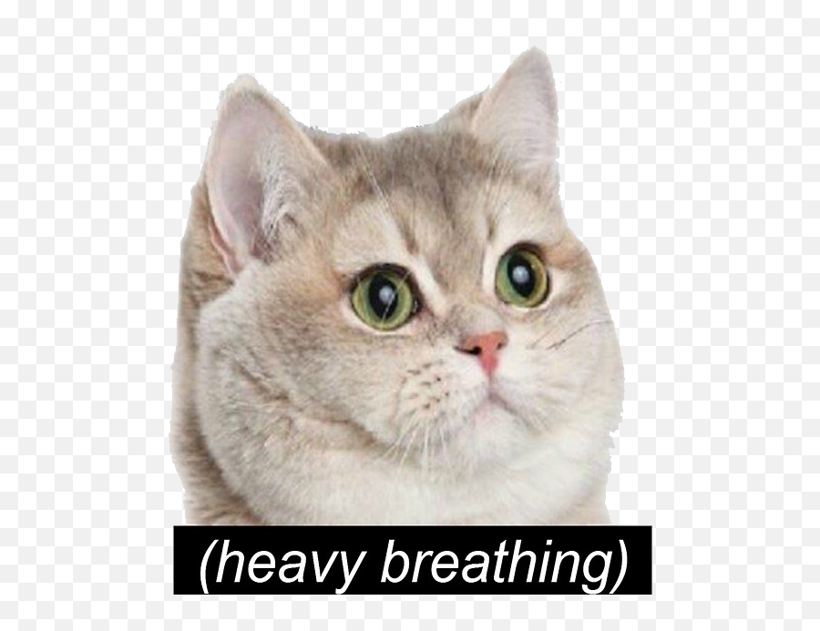 Cat Meme Png - Heavy Breathing Cat Meme Emoji,Bongo Cat Emoji
