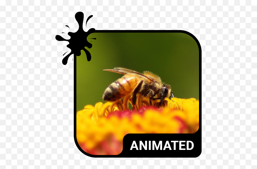Working Bees Animated Keyboard - Izinhlelo Zokusebenza Ku Emoji,The Bee Movie In Emojis