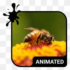 Working Bees Animated Keyboard - Izinhlelo Zokusebenza Ku Emoji,The Bee Movie In Emojis
