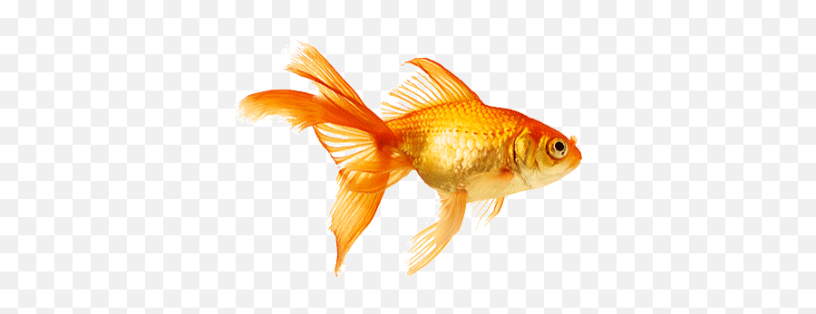 Top Goldfish Gif Stickers For Android U0026 Ios Gfycat - Fish Gif Transparent Background Emoji,Fish Emoticon