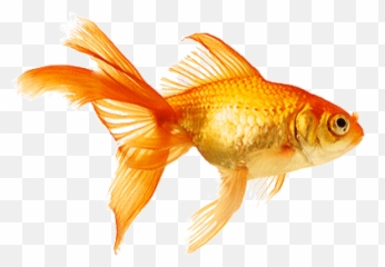 Top Goldfish Gif Stickers For Android U0026 Ios Gfycat - Fish Gif Transparent Background Emoji,Fish Emoticon