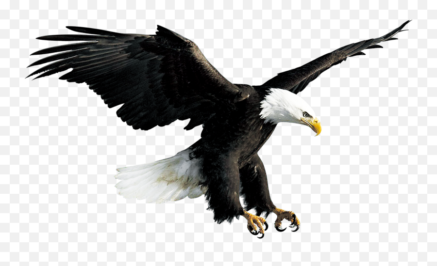 Bald Eagle Hawk Falconiformes - Transparent Background Eagle Png Emoji,Hawk Emoji