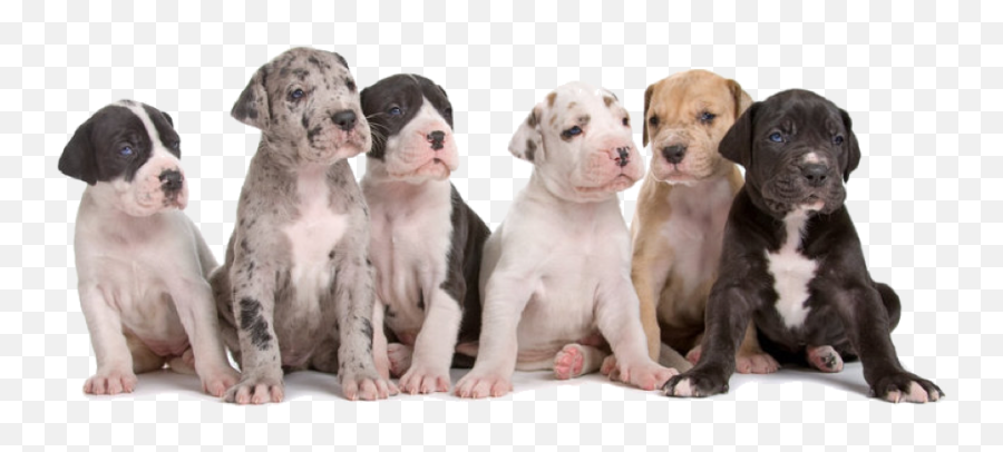 Popular Articles - Great Dane Puppies Group Emoji,Dog Wagging Emoji