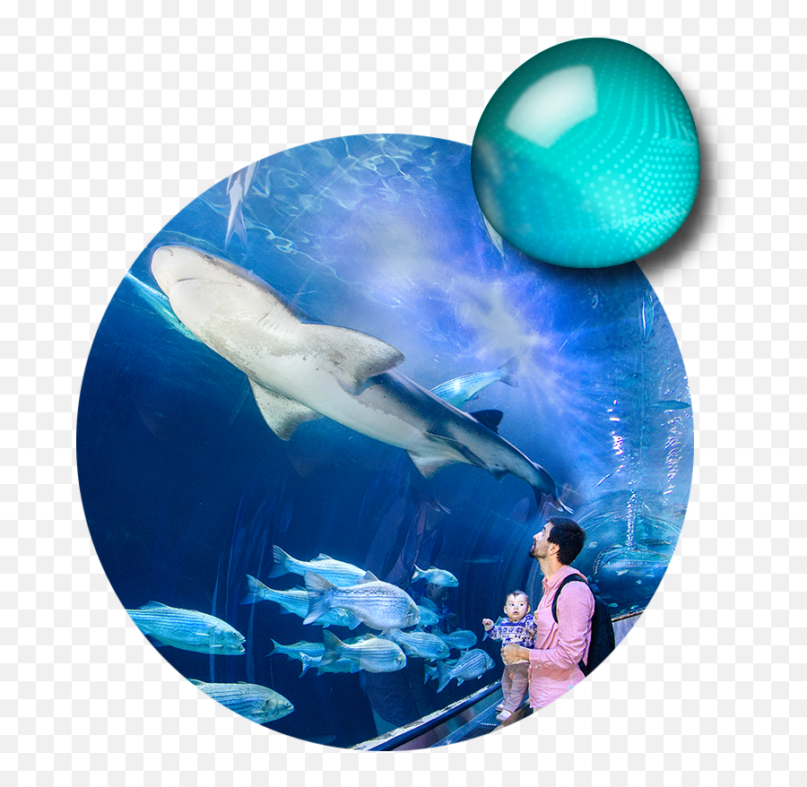 Explore - Acquarium Of The Bay Area Under The Bay Emoji,Stingrays Flaps Emotions