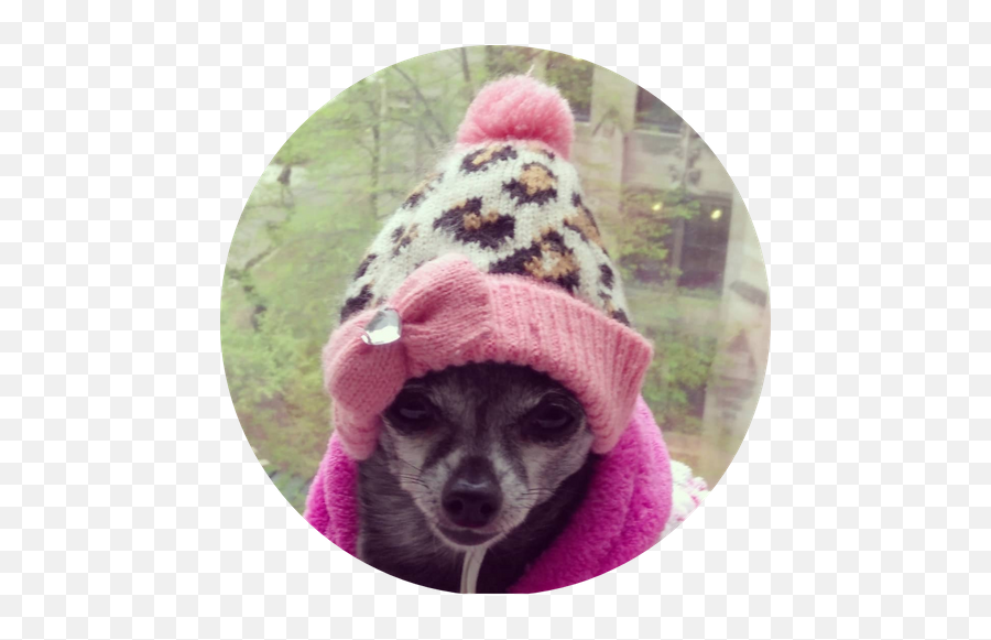 Roy Springer Obituary - Dog Clothes Emoji,Extra Emotion Fermental Time