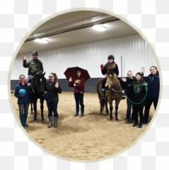Rides Reins Tec Inc - Halter Emoji,Emotion Horse Rider Metaphor