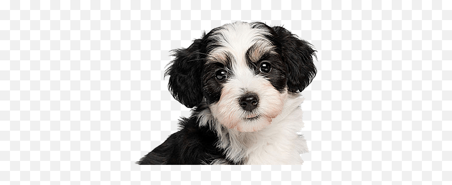 Animal Vaccinations Bellevue Mercer Island - Beautiful Black And White Puppy Emoji,Dog With So Emotion In Eyes