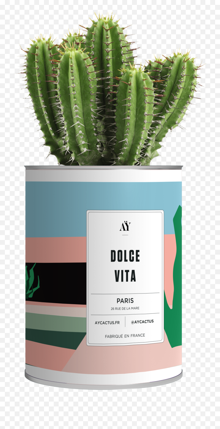 Dolce Vita - Cactus Translucent Background Emoji,Cactus Emojis