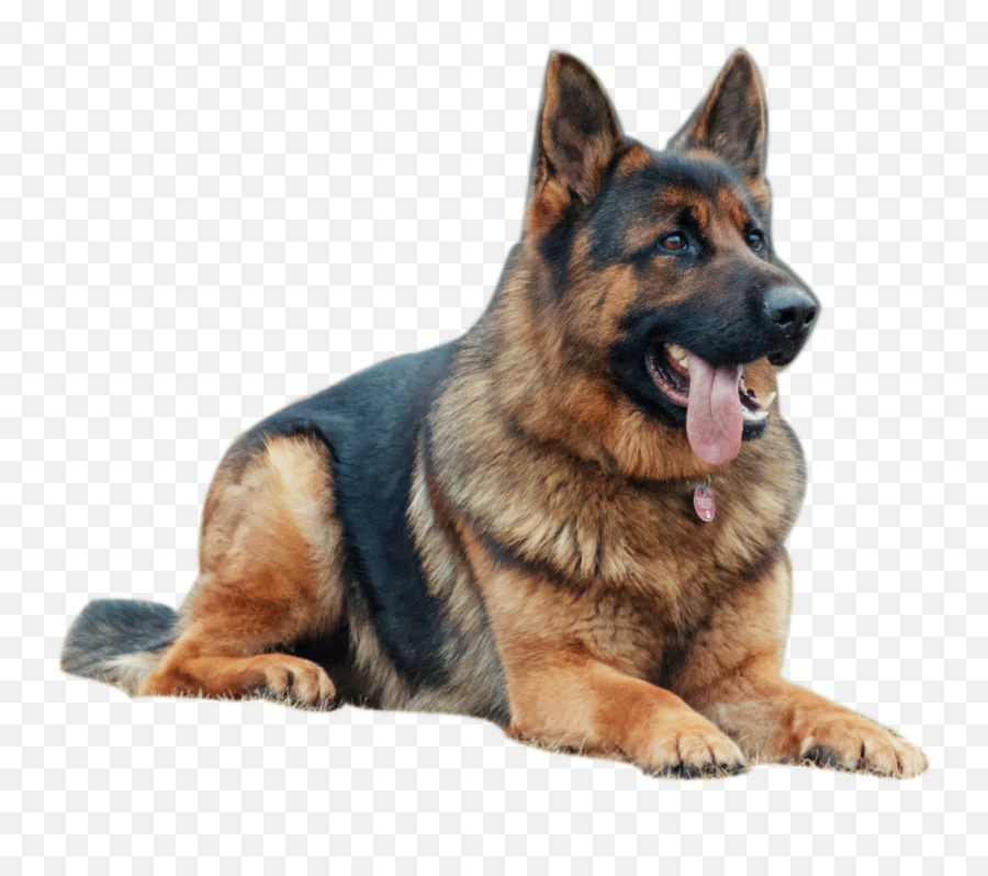The Colonels Kennels - German Shepherd Male Emoji,Dogs Display Human Emotions