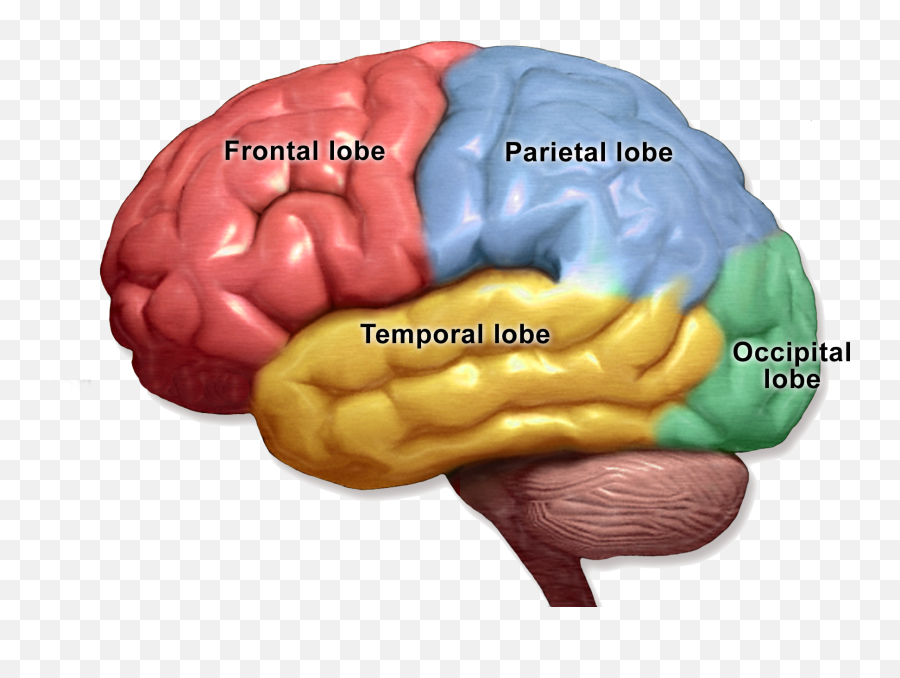 The Cortex Thinkfirst - Brain Areas Emoji,Parts Of The Limbic System Involved In Emotion