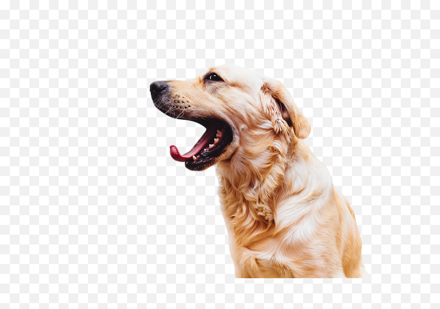 The Most Edited Emoji,Dog Emoticon Yawning