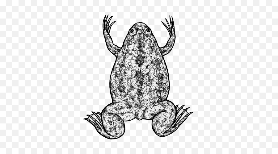 File201606 03 Frogpng - Wikimedia Commons Toads Emoji,Spadefoot Toad Emotion