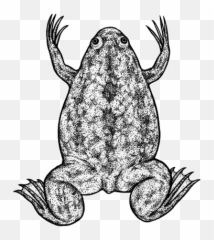 File201606 03 Frogpng - Wikimedia Commons Toads Emoji,Spadefoot Toad Emotion