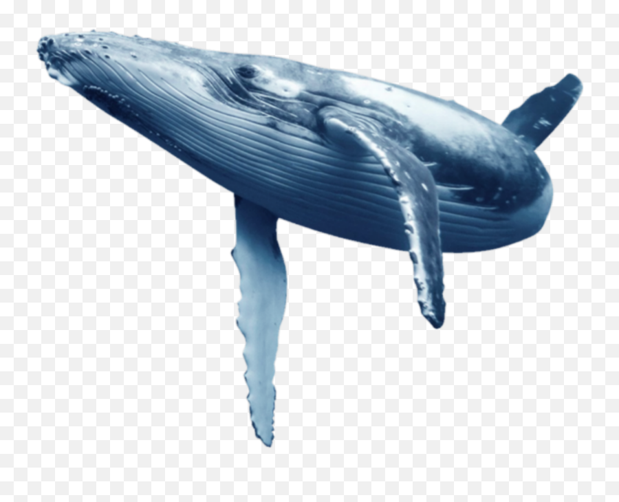 The Coolest Whale Stickers - Blue Whale Transparent Background Emoji,Internet Whale Emoticon