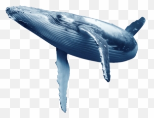 The Coolest Whale Stickers - Blue Whale Transparent Background Emoji,Internet Whale Emoticon
