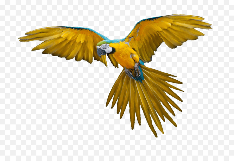 Download Flying Parrot Png Images - Colorful Flying Birds Png Emoji,Cockatoo Facebook Emoji