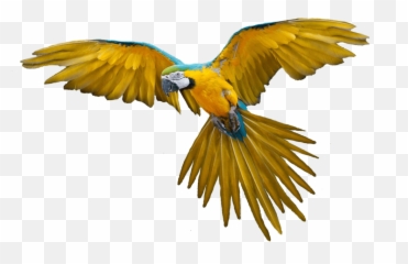 Download Flying Parrot Png Images - Colorful Flying Birds Png Emoji,Cockatoo Facebook Emoji