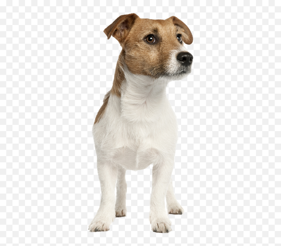 Jack Russell Temperament Training Grooming Nutrition Emoji,Appeal To Emotion Examples Dogs