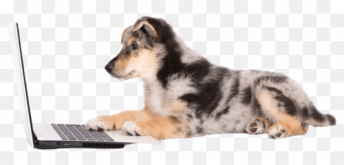 Our Process Luvmi Emoji,Australian Shepherd Emotions