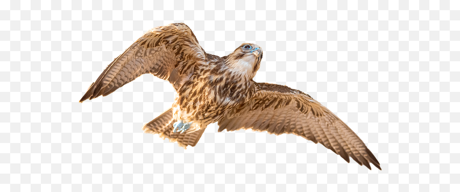 100 Free Falcon U0026 Hawk Illustrations Emoji,Hawk Emojio