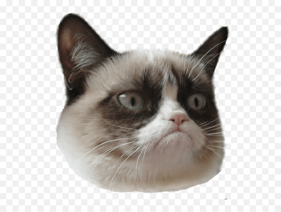Grumpy Face - Cat Head Transparent Background Emoji,Cat Faces Emoticons
