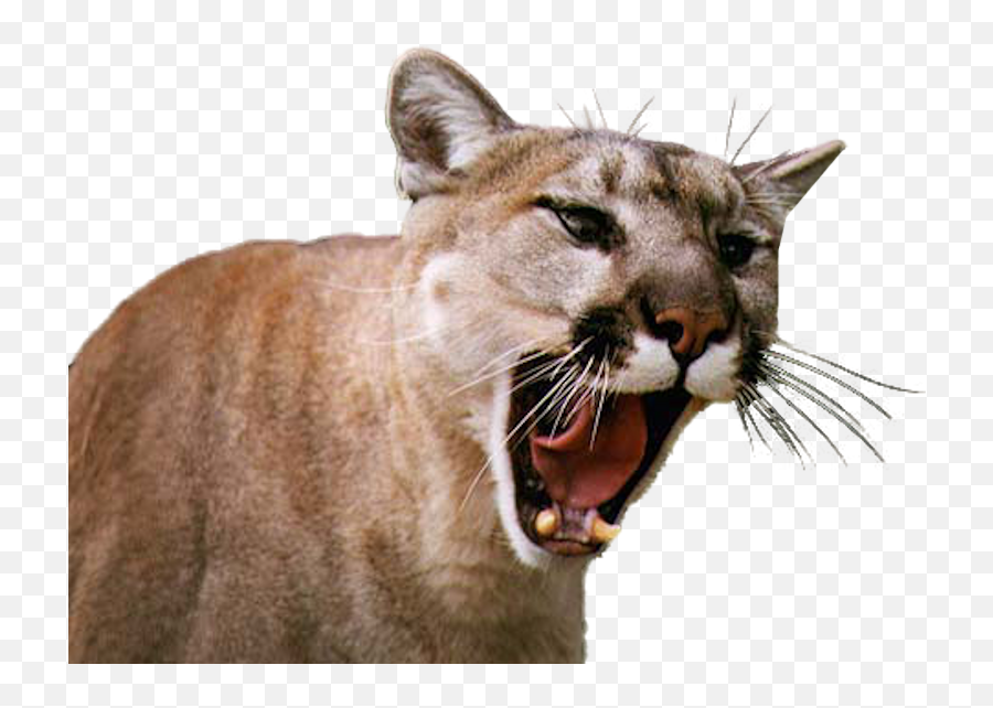 Mountain Lion Psd Official Psds - Mountain Lion Pictures Transparent Emoji,Lion Emoji