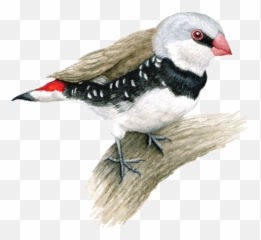 Pet Birds For Sale In Chennai - Pet Birds For Sale Chennai Emoji,How Birds Show Emotions