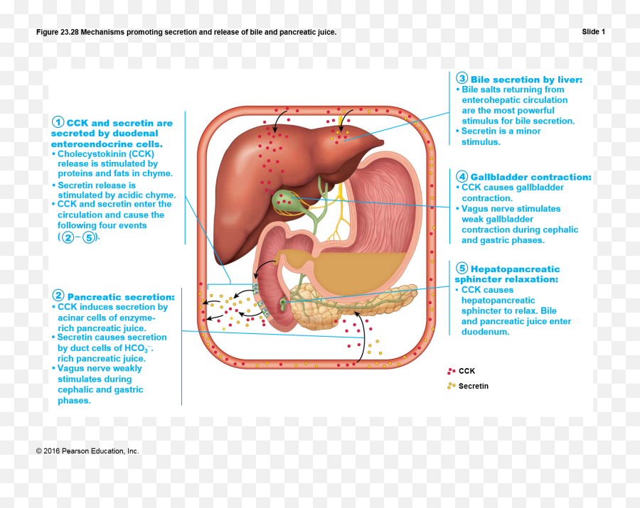 Digestive System Flashcards Cheggcom - Language Emoji,Relax 'emotion Flashcards