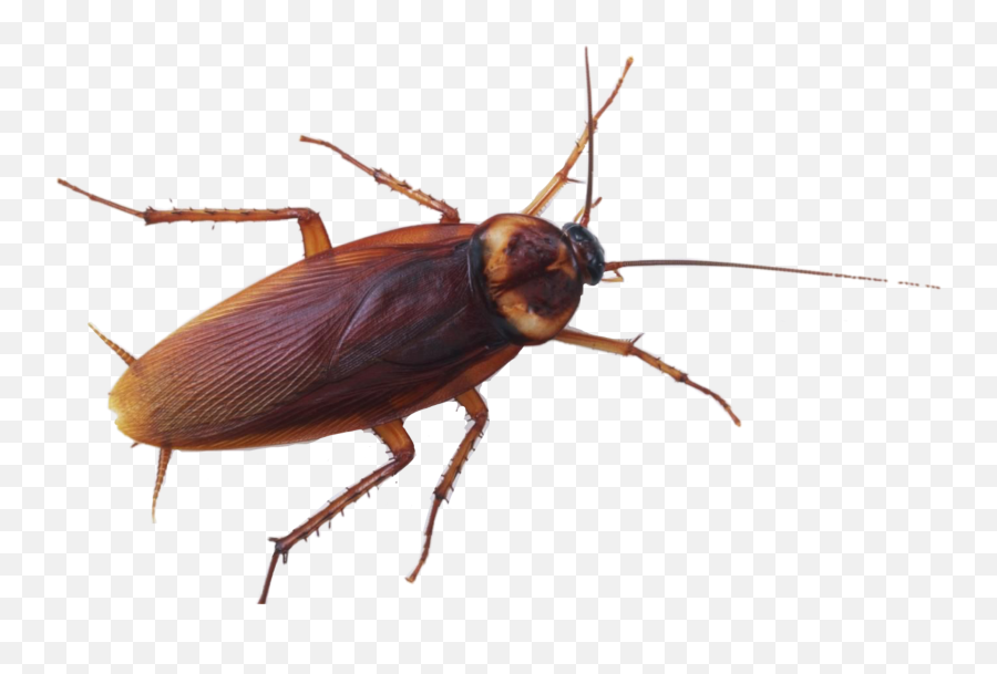 The Most Edited - Water Bugs Vs Cockroach Emoji,Cockaroch Emoji