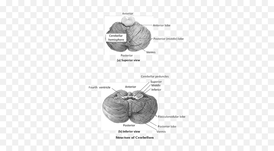 Jee Main Jee Advanced Cbse Neet Iit - Vertical Emoji,The Anterior Aspect Of The Cerebrum Controls: A. Emotion. B. Vision. C. Movement. D. Touch