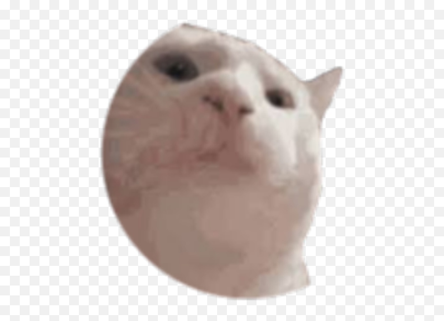 Bttv Catjam Emoji,Frankerfacez No Valid Emoticon Ids Were Provided