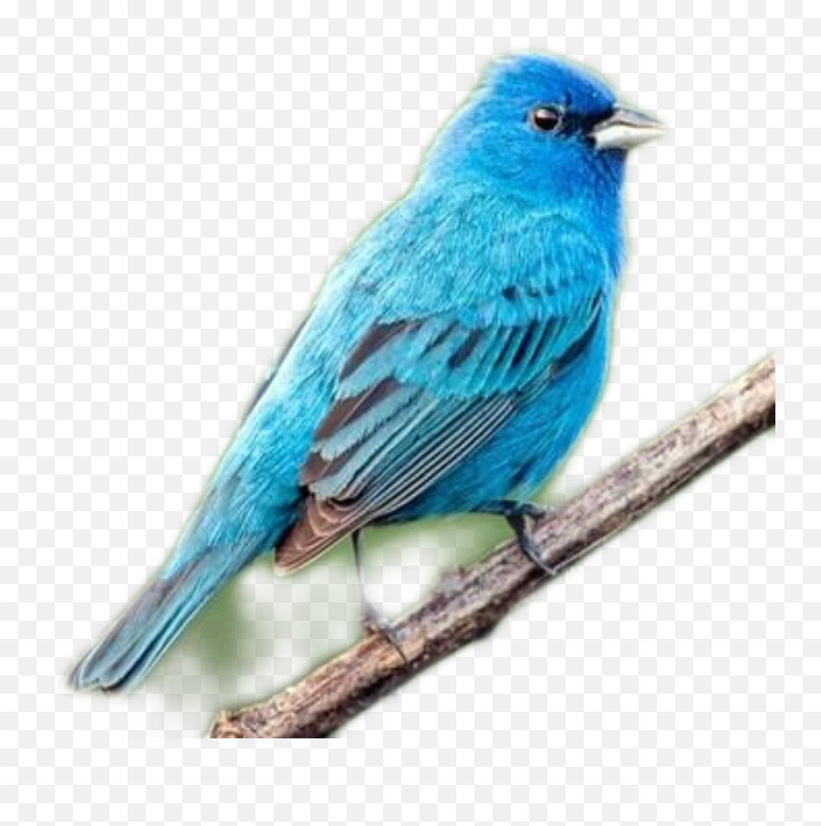 Blue Bird Sticker - Twig Emoji,Blue Bird Emoji