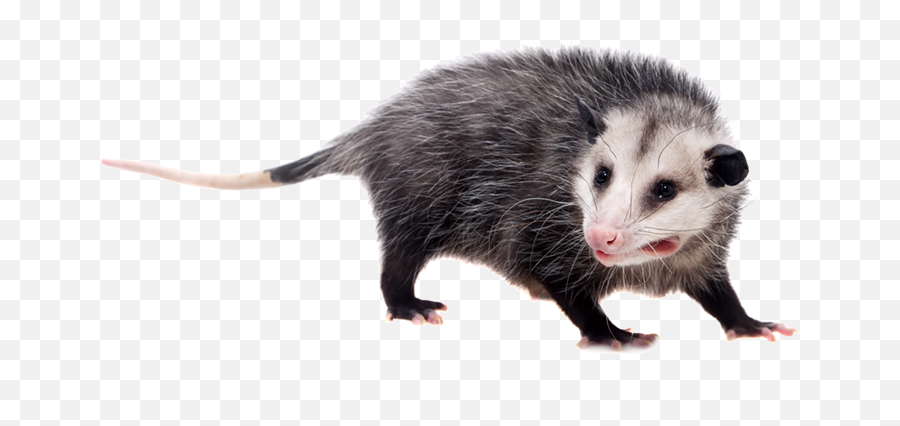 Night Animals - Transparent Possum Png Emoji,Possum Emoji