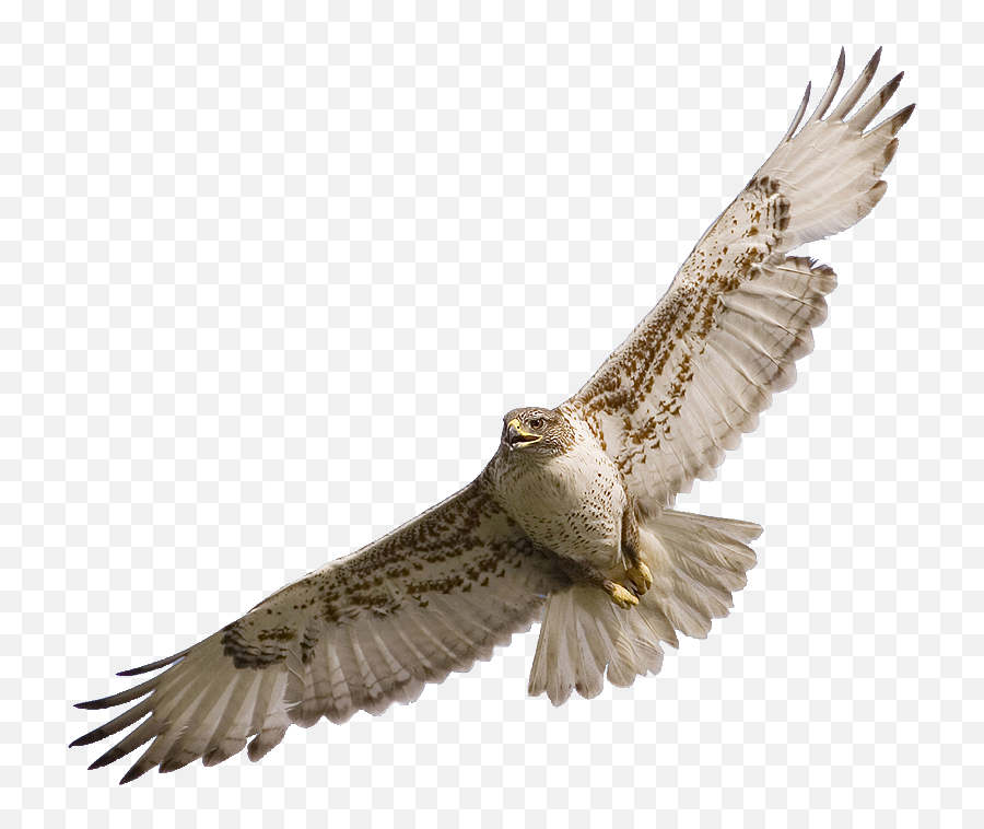 Hawk Sticker - Flying Hawk Png Emoji,Hawk Emoji