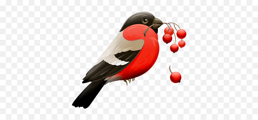 Bird Pictures Images Hd - Good Morning A Blessed And Happy Thursday Emoji,How Birds Show Emotions