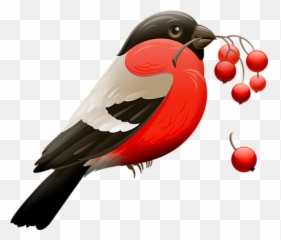 Bird Pictures Images Hd - Good Morning A Blessed And Happy Thursday Emoji,How Birds Show Emotions