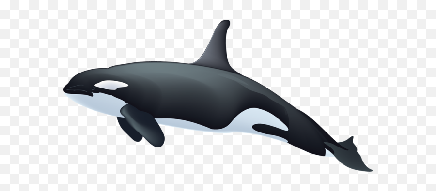 Killer Whale Clipart - Transparent Killer Whale Png Emoji,Orca Emoji