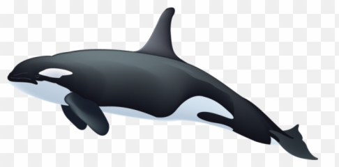 Killer Whale Clipart - Transparent Killer Whale Png Emoji,Orca Emoji