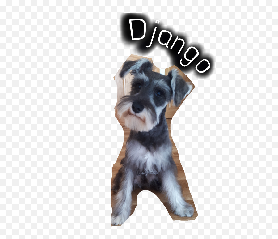 Django Dog Schnauzer Sticker - Vulnerable Native Breeds Emoji,Schnauzer Emoji