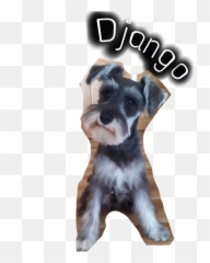 Django Dog Schnauzer Sticker - Vulnerable Native Breeds Emoji,Schnauzer Emoji