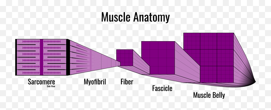 Strength U0026 Hypertrophy A Programming Guide - Fitstra Vertical Emoji,Pap Circuit Emotions