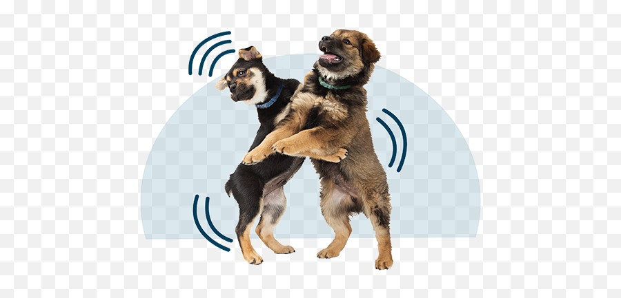 Whatu0027s Your Dogu0027s Play Style - Dog Supply Emoji,Emotion Dog Signs