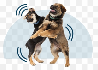 Whatu0027s Your Dogu0027s Play Style - Dog Supply Emoji,Emotion Dog Signs