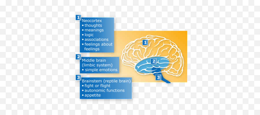 Dan Siegelu0027s Hand Model Of The Brain Dan Siegel Teaching - Triune Brain And Amygdala Emoji,Part Of The Brain For Emotions