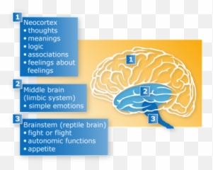 Dan Siegelu0027s Hand Model Of The Brain Dan Siegel Teaching - Triune Brain And Amygdala Emoji,Part Of The Brain For Emotions