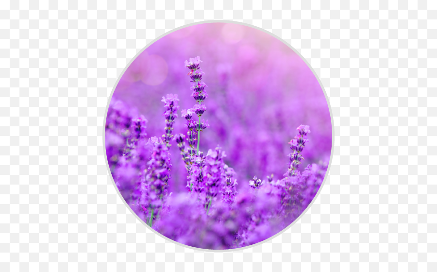 The Brain And Emotional Control - Brainhq From Posit Science Lavender Flower Emoji,Concealing Emotions
