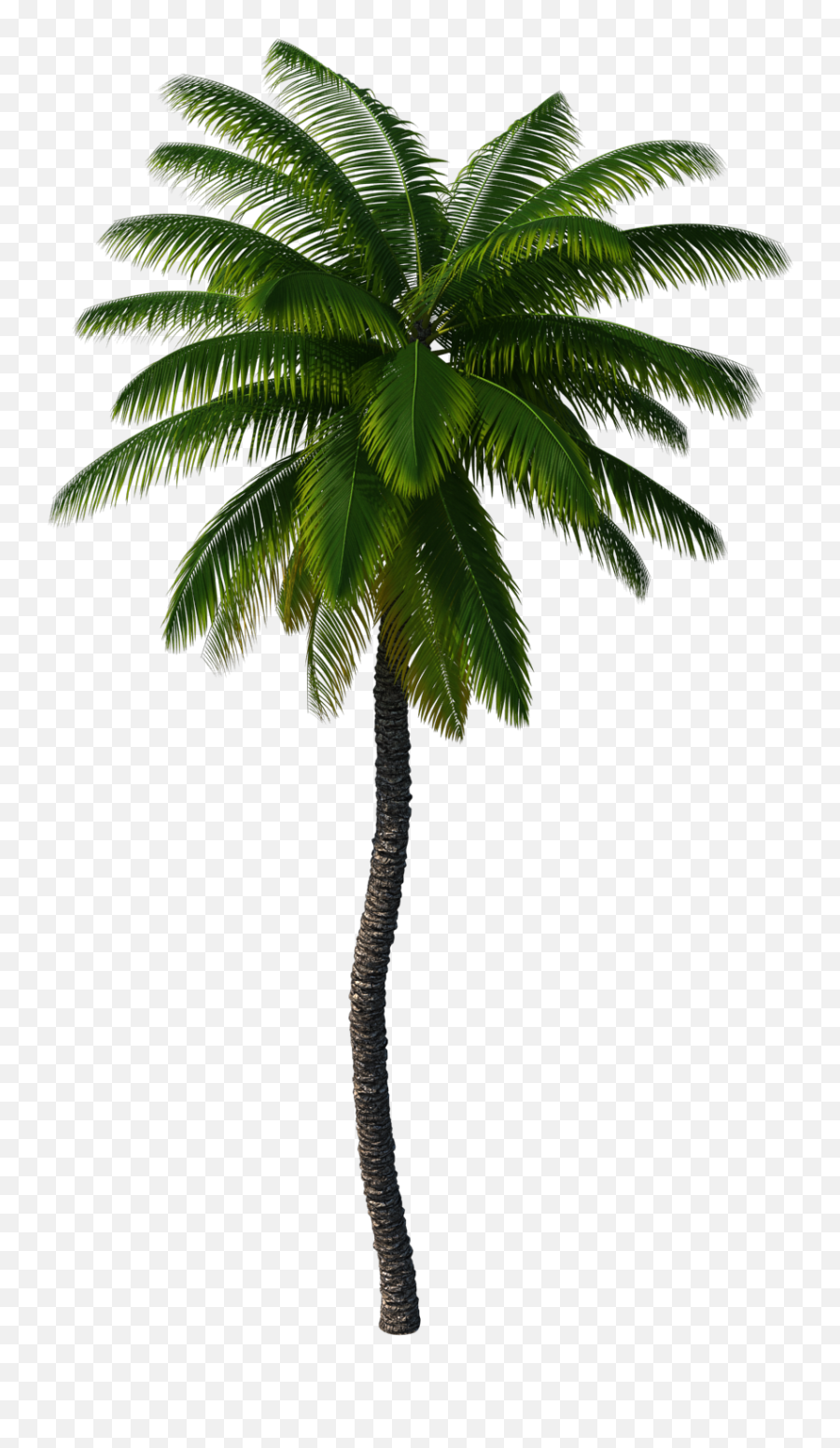 Palm Palmtree Tree Sticker By Madison Emoji,Emoji Palm Tree Background