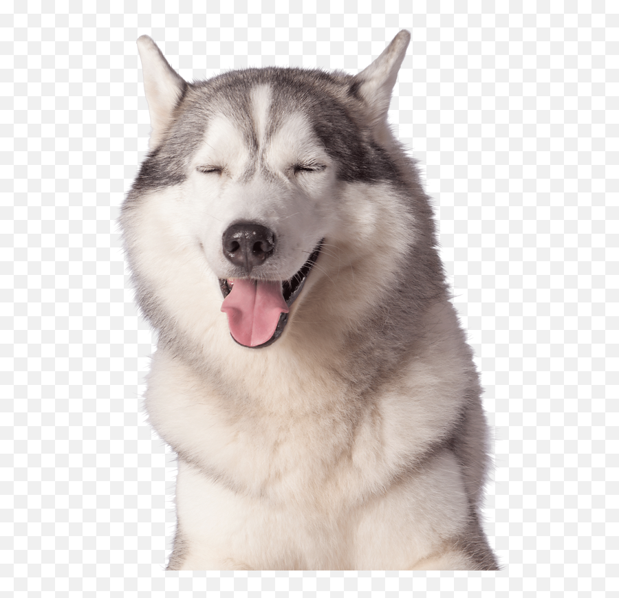 Transparent Stock Photos U0026 Images For Free Emoji,Husky Dog Emotions